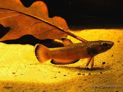 Фото Бетта албимаргината Betta albimarginata  (photo#108974)