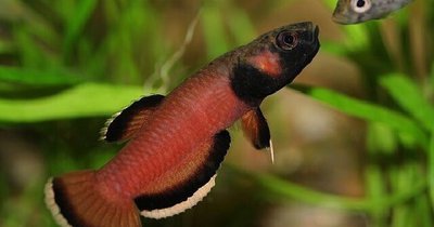 Фото Бетта албимаргината Betta albimarginata  (photo#108976)