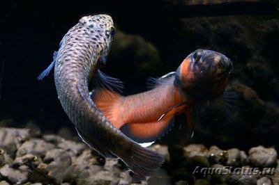 Фото Бетта албимаргината Betta albimarginata  (photo#108977)