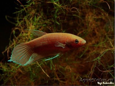 Бетта Акар ( Betta akarensis )