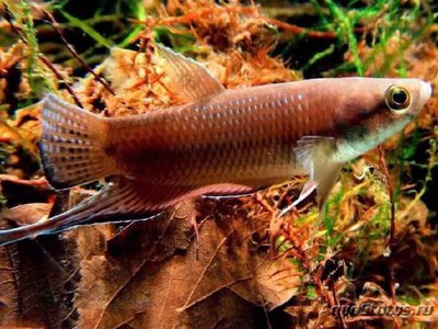 Фото Бетта Акар Betta akarensis  (photo#108980)