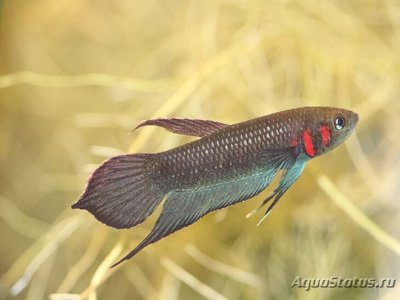 Фото Бетта мандору Betta mandor  (photo#108983)