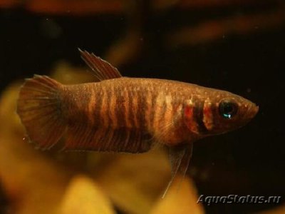 Фото Бетта мандору Betta mandor  (photo#108986)