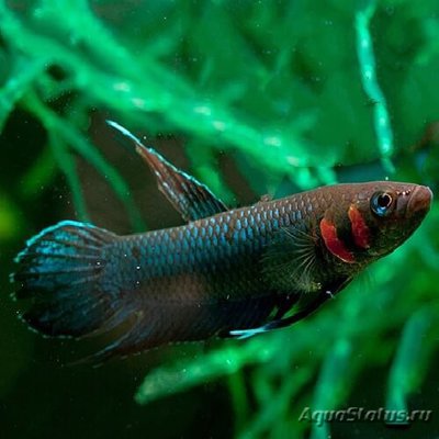 Бетта фоерша ( Betta foerschi )