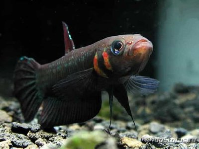 Бетта фоерша ( Betta foerschi )