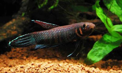 Бетта фоерша ( Betta foerschi )