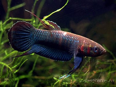 Бетта фоерша ( Betta foerschi )