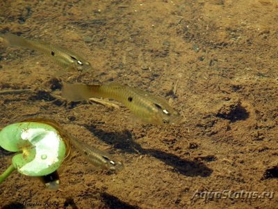 Фото Пецилия глазчатая Poecilia vivipara  (photo#109036)