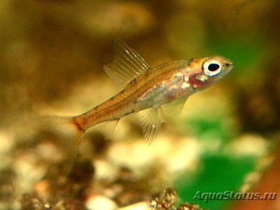 Фото Клаузевитция афанес Odontocharacidium aphanes , Klausewitzia aphanes  (photo#109054)