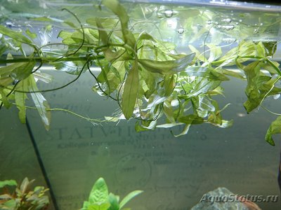 Фото Опознание аквариумных растений (photo#109084)