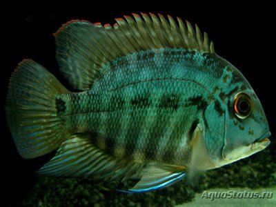 Фото Попугайный хопларх Hoplarchus psittacus  (photo#109093)