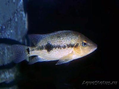 Фото Цихлида краснопятнистая Amphilophus calobrensis  (photo#109140)