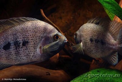 Фото Цихлида краснопятнистая Amphilophus calobrensis  (photo#109141)