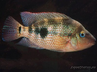 Фото Цихлида краснопятнистая Amphilophus calobrensis  (photo#109142)