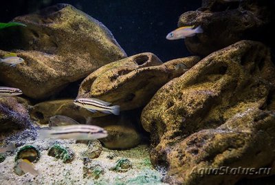 Фото Халинохромис двухполосый Chalinochromis spec. Bifrenatus  (photo#109165)