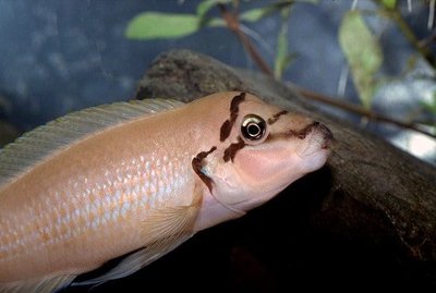 Фото Халинохромис Бришара Chalinochromis brichardi  (photo#109166)