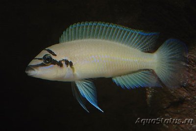 Фото Халинохромис Бришара Chalinochromis brichardi  (photo#109167)