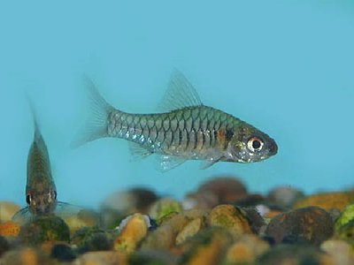 Фото Барбус Конго Clypeobarbus congicus , Congo Barb  (photo#109173)