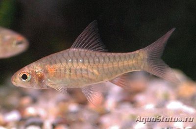 Фото Барбус Конго Clypeobarbus congicus , Congo Barb  (photo#109176)