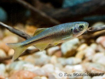 Фото Деварио нилгири Devario Neilgherriensis , peninsular danio  (photo#109177)