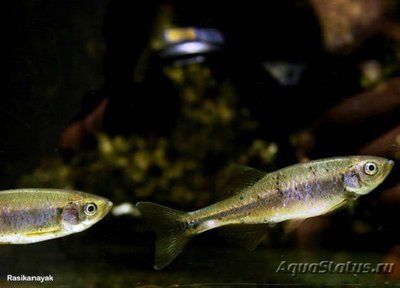 Фото Деварио нилгири Devario Neilgherriensis , peninsular danio  (photo#109178)