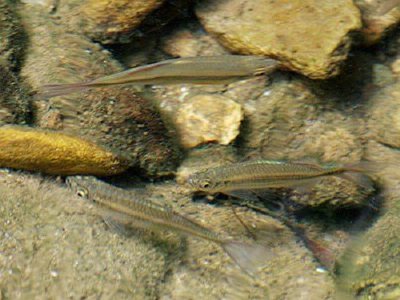 Фото Деварио нилгири Devario Neilgherriensis , peninsular danio  (photo#109179)