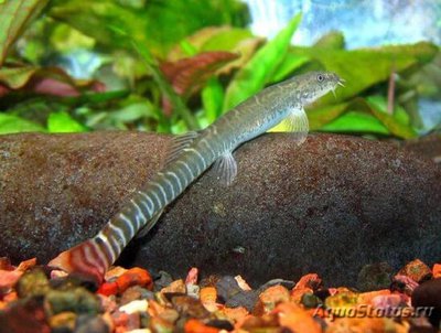 Фото Аборихтис элонгатус Aborichthys elongatus  (photo#109180)