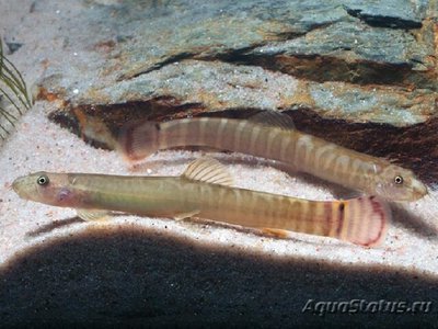 Фото Аборихтис элонгатус Aborichthys elongatus  (photo#109181)