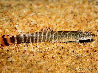 Фото Аборихтис элонгатус Aborichthys elongatus  (photo#109182)