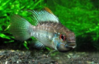 Фото Апистограмма аруа Apistogramma arua  (photo#109184)