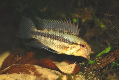 Фото Апистограмма аруа Apistogramma arua  (photo#109185)