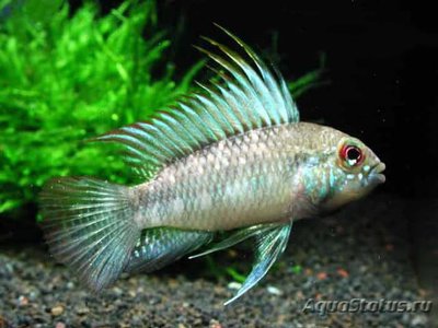 Фото Апистограмма аруа Apistogramma arua  (photo#109186)