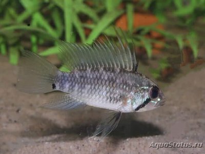 Фото Апистограмма аруа Apistogramma arua  (photo#109187)