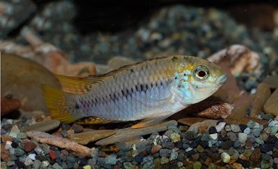 Апистограмма алакрина ( Apistogramma alacrina )