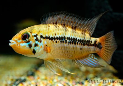 Апистограмма алакрина ( Apistogramma alacrina )