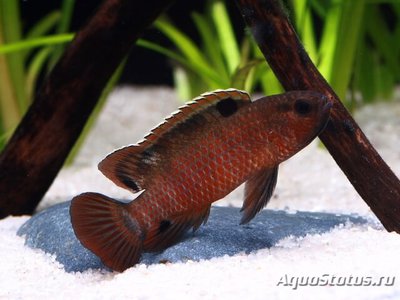 Фото Бадис сингенензес Badis singenensis  (photo#109201)