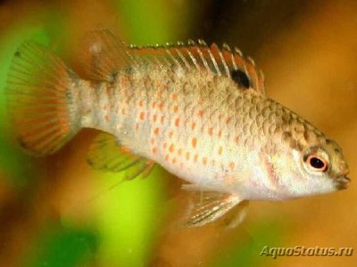 Фото Бадис сингенензес Badis singenensis  (photo#109202)