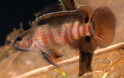 Бадис сингенензес ( Badis singenensis )