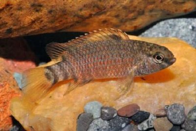 Бадис сингенензес ( Badis singenensis )