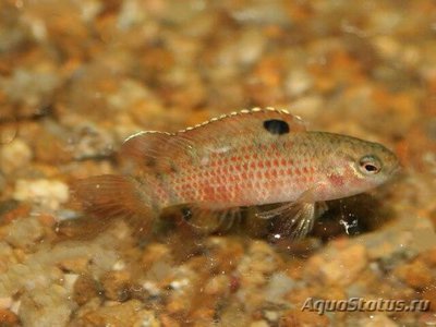 Бадис сингенензес ( Badis singenensis )