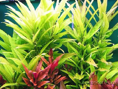 Фото Гигрофила сиамская Hygrophila corymbosa Siamensis  (photo#109210)