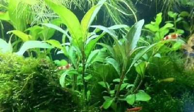 Фото Гигрофила сиамская Hygrophila corymbosa Siamensis  (photo#109211)