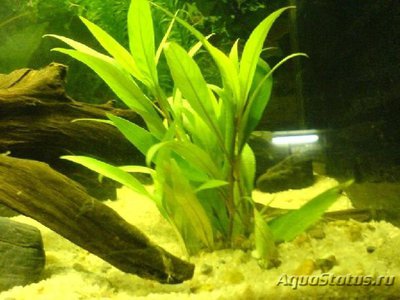 Фото Гигрофила сиамская Hygrophila corymbosa Siamensis  (photo#109212)