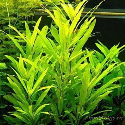 Фото Гигрофила сиамская Hygrophila corymbosa Siamensis  (photo#109213)