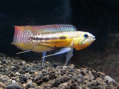 Фото Апистограмма паусисквамис Apistogramma paucisquamis  (photo#109223)