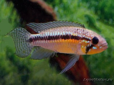 Фото Апистограмма паусисквамис Apistogramma paucisquamis  (photo#109225)