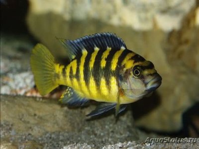 Фото Псевдотрофеус крабро , или Цихлида хамелион Pseeudotropheus crabro  (photo#109228)