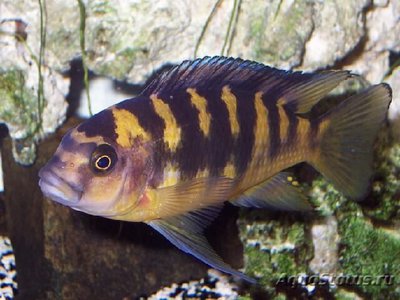 Фото Псевдотрофеус крабро , или Цихлида хамелион Pseeudotropheus crabro  (photo#109231)