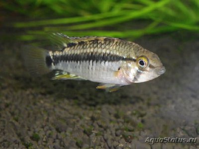 Фото Апистограмма Путумайо Apistogramma sp. Putumayo  (photo#109234)