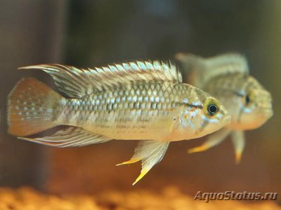 Фото Апистограмма Путумайо Apistogramma sp. Putumayo  (photo#109236)